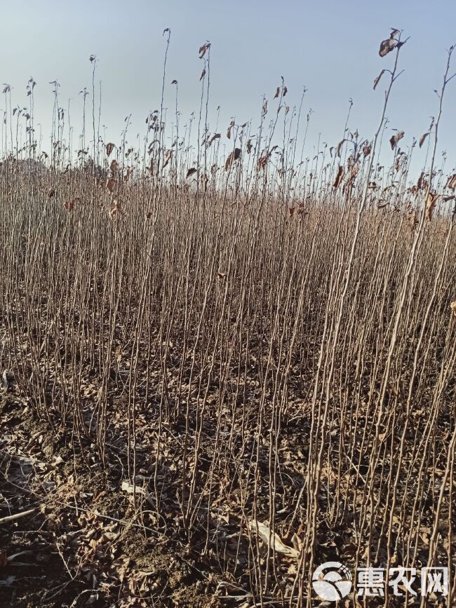 花牛苹果树苗 各种果树苗李子树苗