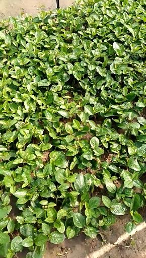 黑果花楸树苗一年苗不老莓树苗野樱莓