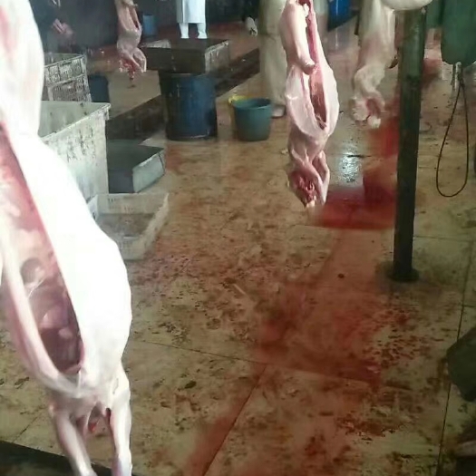 沧县兔肉类 新鲜