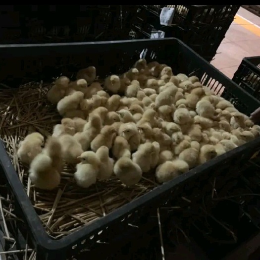 南宁 矮脚黄鸡苗