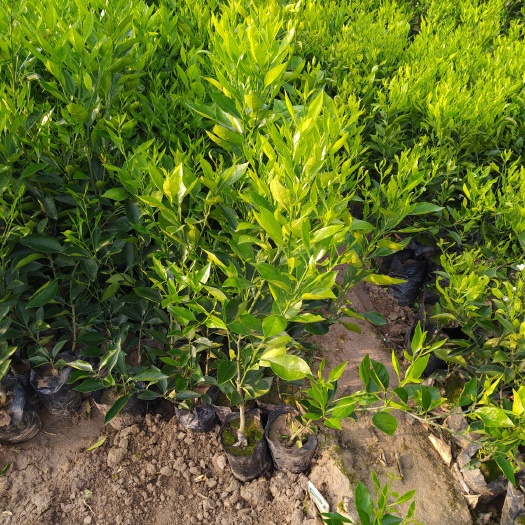 简阳市脐橙苗  纽荷尔脐橙