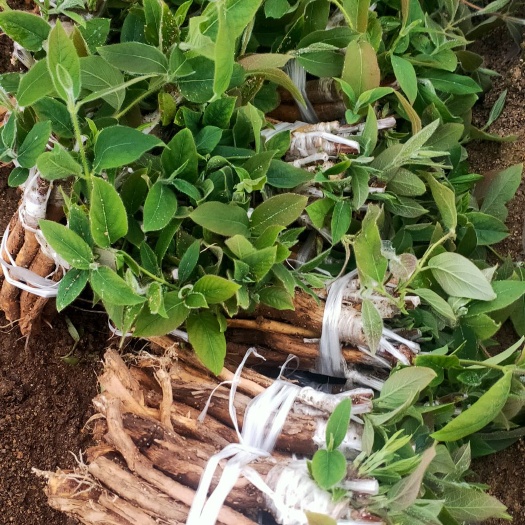 隆回县湘蕾一号金银花苗  一年生金银花苗