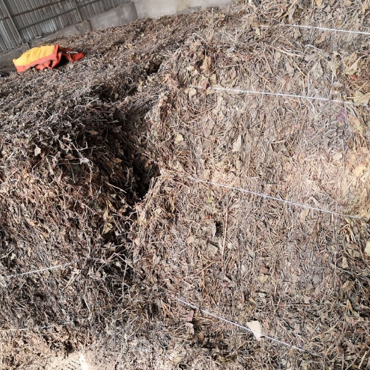 安顺白茎鱼腥草 贵州基地，量大优惠