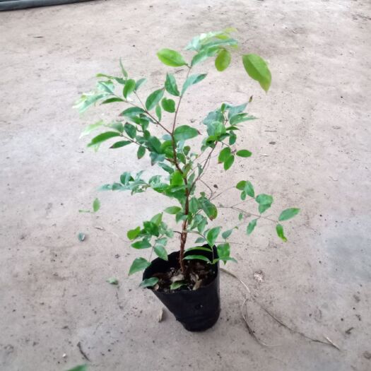 广州嘉宝果苗 广州苗圃批发沙巴 四季 艾斯卡 福冈嘉宝果树苗 2年大苗