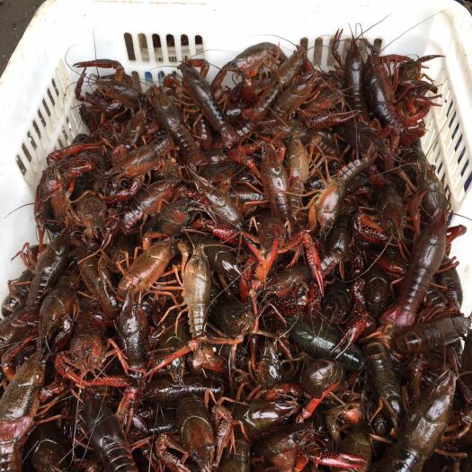 洪湖市 洪湖清水小龙虾