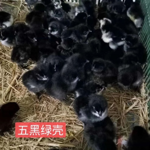 南宁绿壳鸡苗 五黑绿壳蛋鸡出壳苗200只起发货