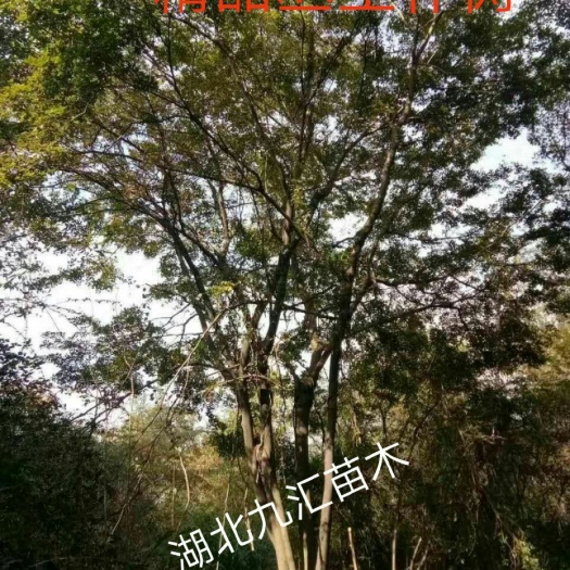 武汉朴树 丛生朴树  20～50公分