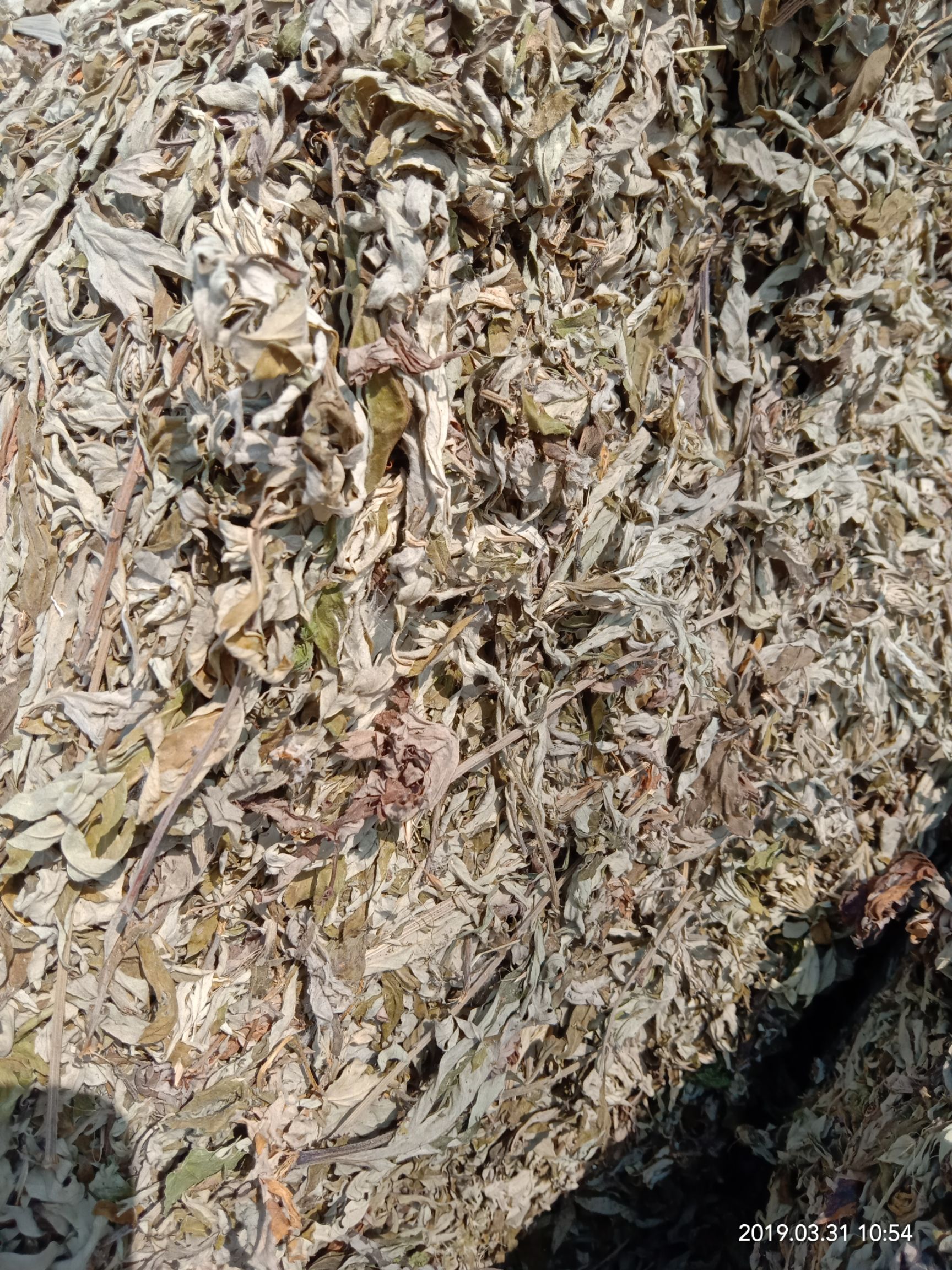 艾草   五月艾，泡脚制容佳品(干货)