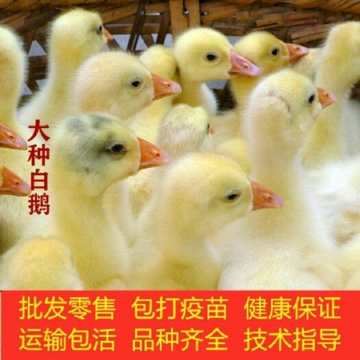 沭阳县大三花鹅苗 小鹅活体大白鹅活苗包邮幼鹅仔鹅三花鹅皖西杂交四季鹅鹅幼苗狮头