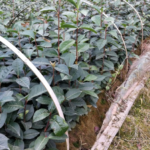腾冲市大果红花油茶 云南腾冲红花油茶苗
