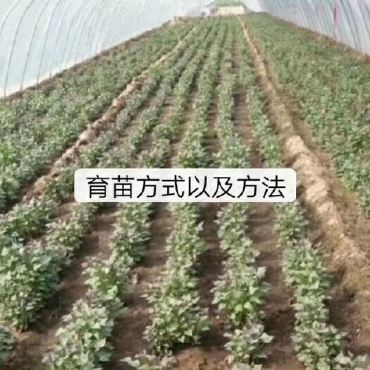 尉氏县西瓜红红薯苗 基地现货供红薯苗