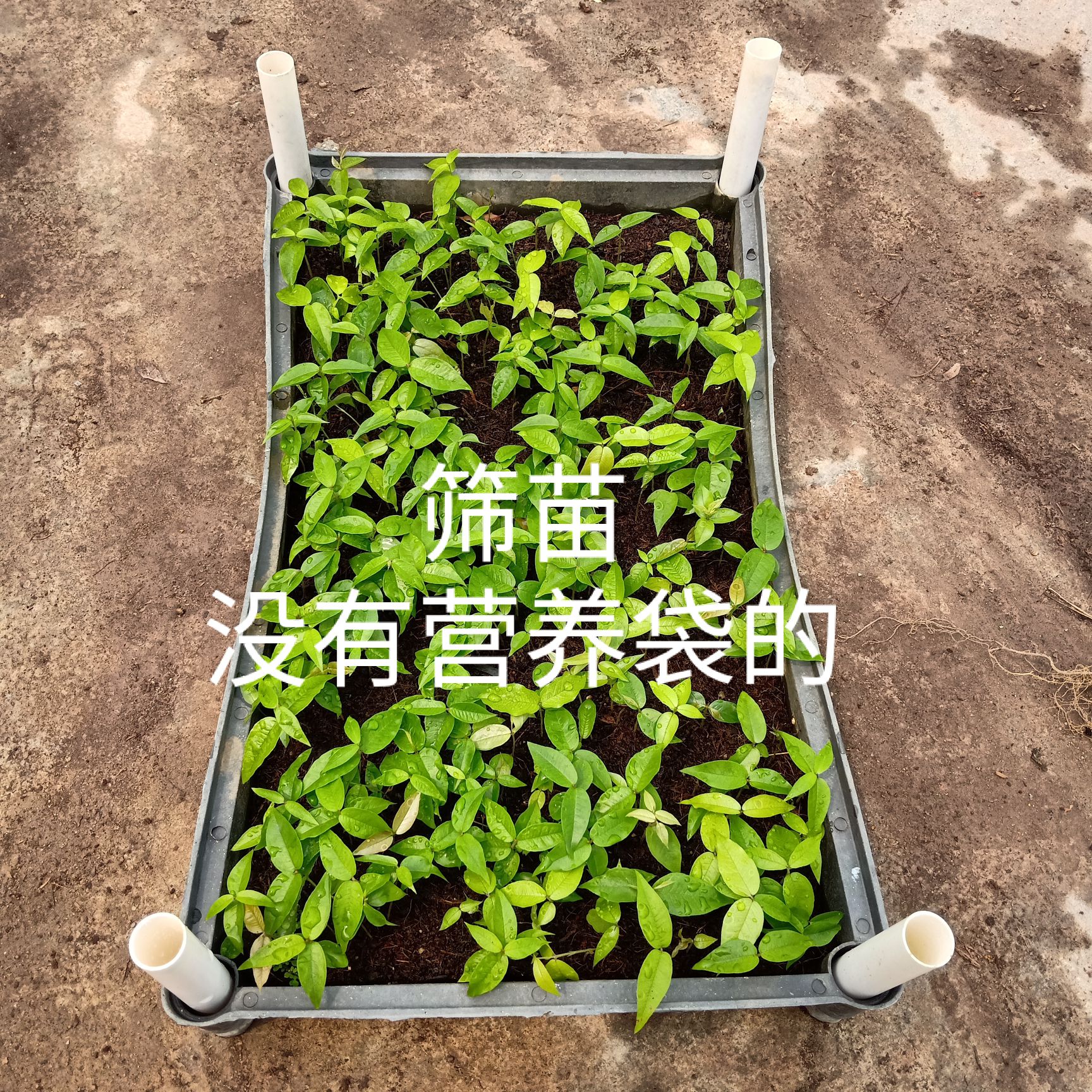 广州艾斯卡嘉宝果苗 新品种嘉宝果带叶发货 可做盆栽果树