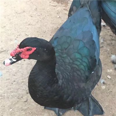 南宁 黑番鸭苗   孵化场直销  包打疫苗   技术指导