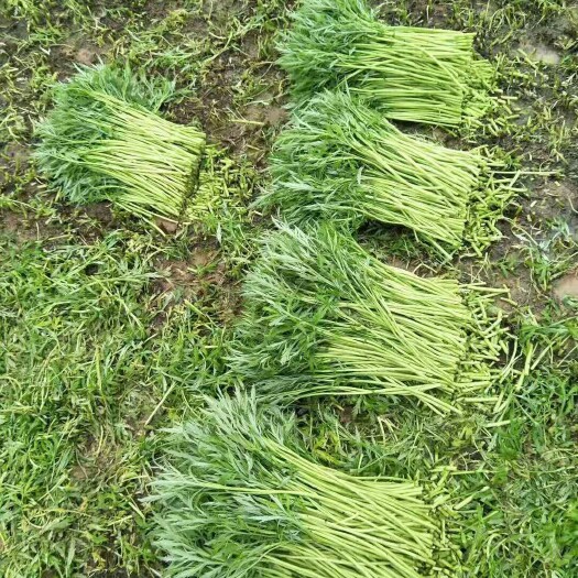 阳新县藜蒿  湖北阳新东润湖蒿（泥蒿）万亩基地