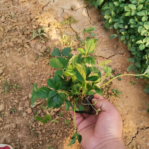 青州市蛇莓 地莓花 死苗补发 地被植物 量大可优惠