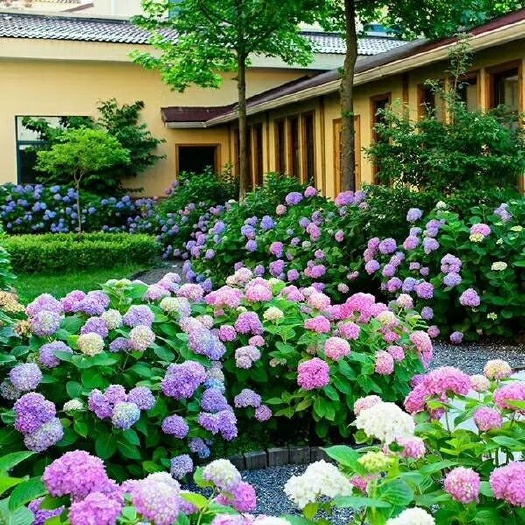 昆明无尽夏绣球花苗粉团花家庭园艺绿植花卉盆栽阳台绿化