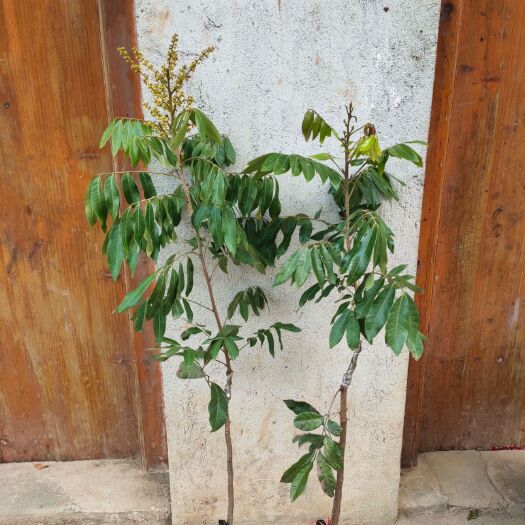  正宗四季龙眼苗常年四季开花结果