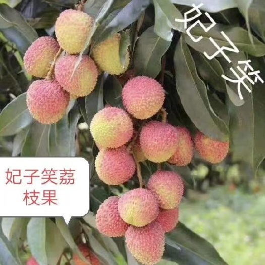灵山县妃子笑荔枝苗