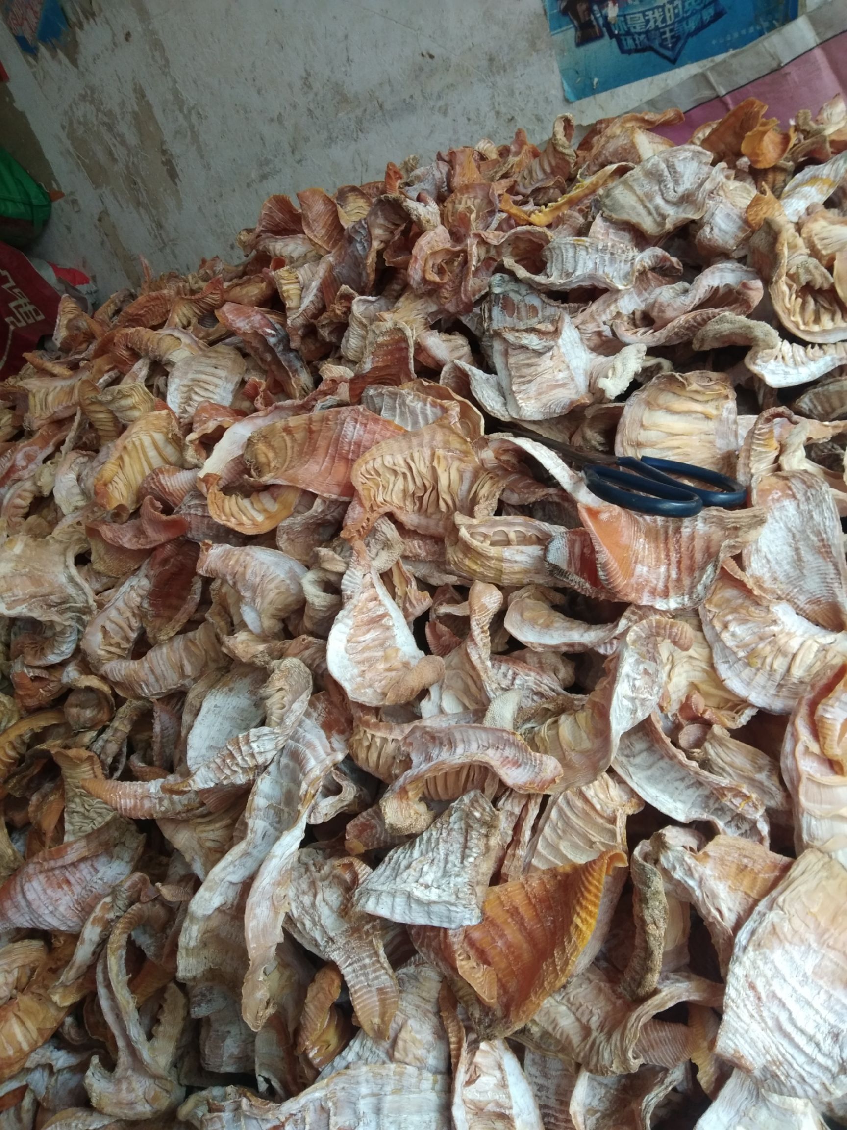  新鲜春笋干玉兰片
