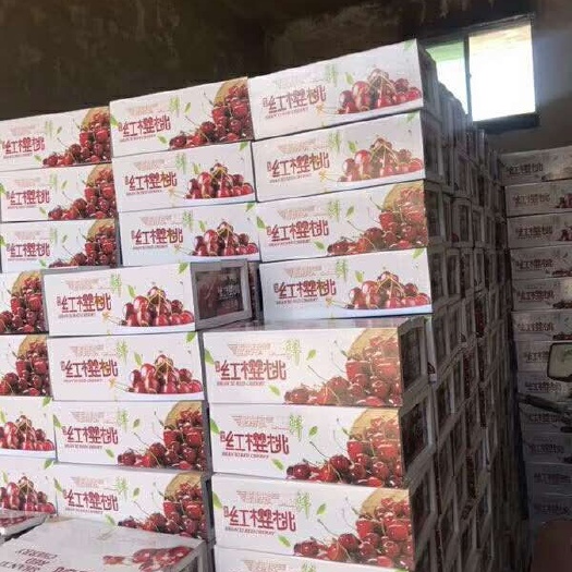 周至县红灯樱桃 红灯早大果等各种品种