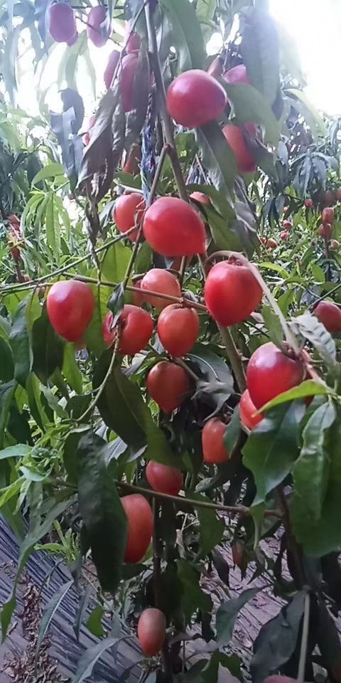  本地油桃   有甜又脆