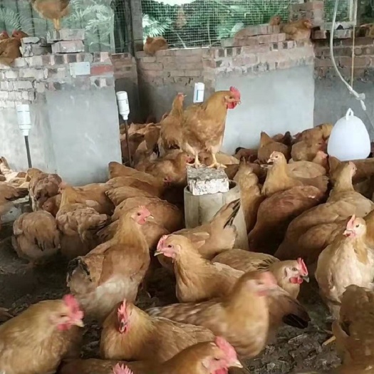 昆明 三黄鸡苗