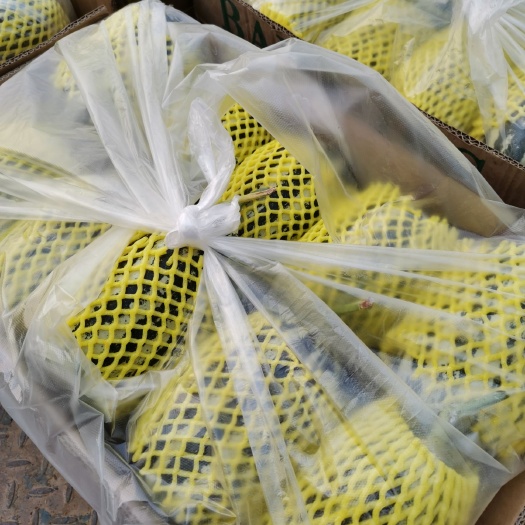 甜瓜  博洋9，质量好，口感好，品质好