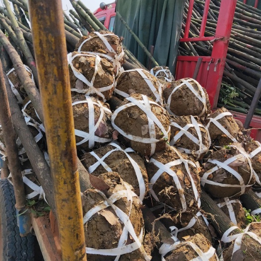 浏阳市 大量供应各种规格2~8公分香樟