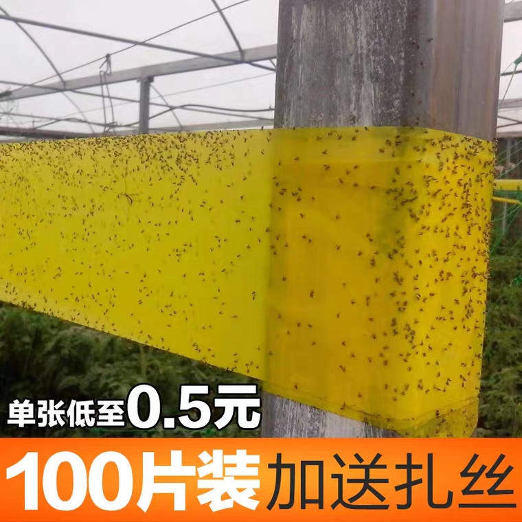 诱虫板  粘虫板  黄板 蓝板 黏虫板  沾虫板