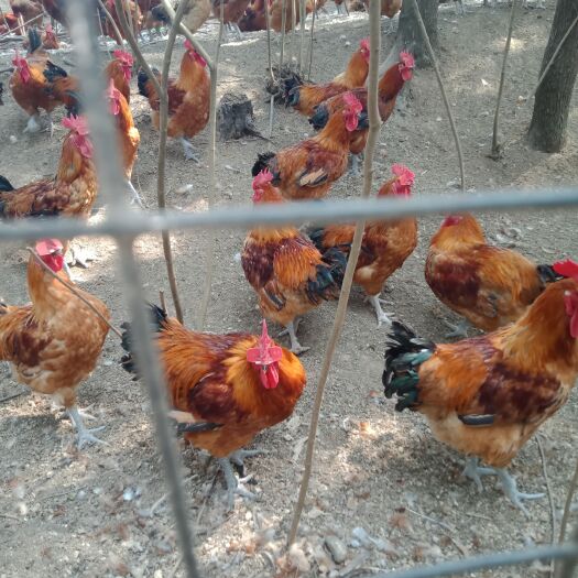 三台县大红公鸡 8-9斤 公