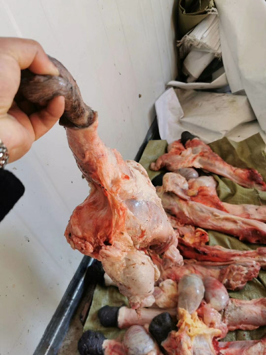 马肉 马鞭单鞭光杆新鲜马鞭