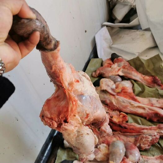 宁津县 马肉 马鞭单鞭光杆新鲜马鞭