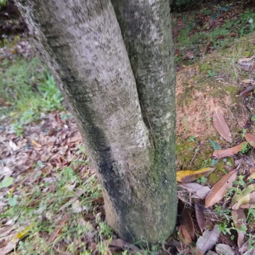 通山县黄金桂花树 20多年20亩桂花苗木(金桂/银桂)