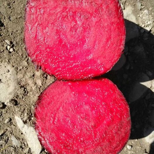 甜菜头  红甜菜基地直供，甜菜根自产自销