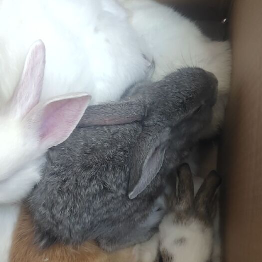 新沂市 肉兔苗好养易活白兔花兔月月兔