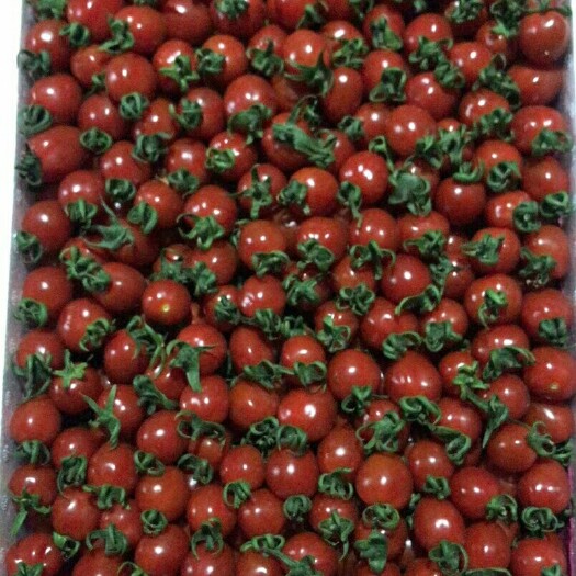 莘县 精品釜山88，千禧圣女果大量供应