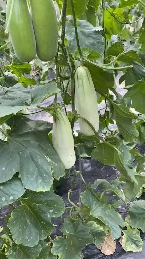 羊角蜜甜瓜 所有品种瓜已上市