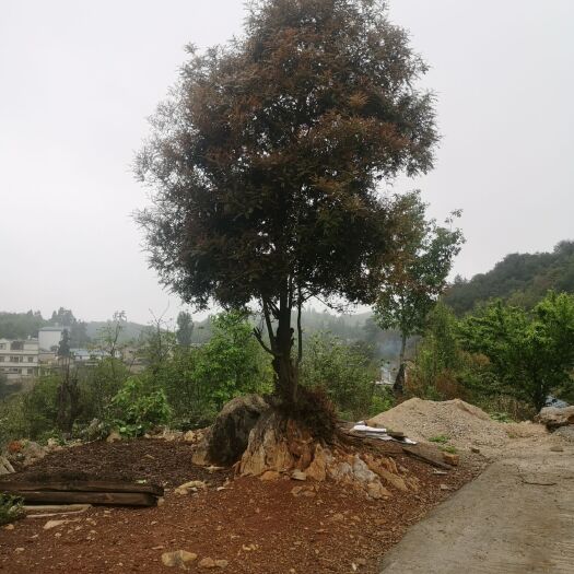 昆明 清香木