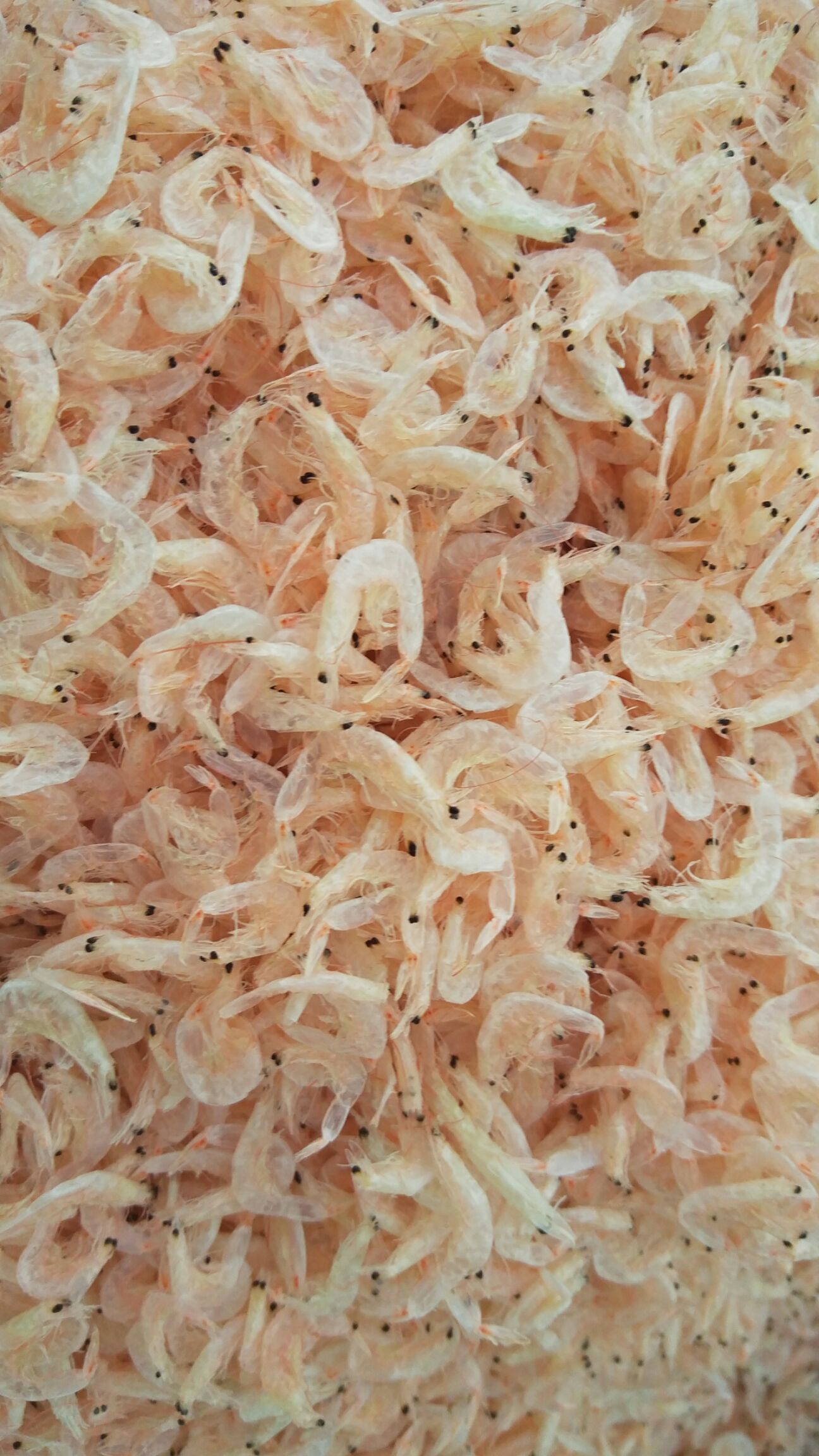 滨州 长年批发干货海产品，虾皮，虾仁，虾米，红虾，鱼类，全一手货源