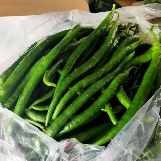 滦南县尖椒 各种蔬菜，诚招长期合作伙伴