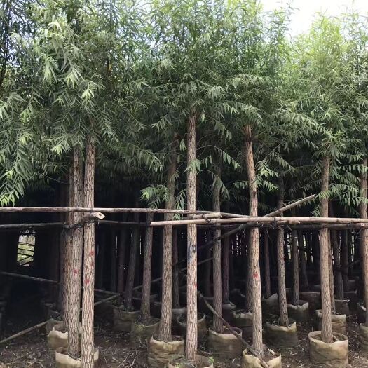 普宁市广东现货批发：垂柳/杨柳/柳树米径5-15公分假植苗