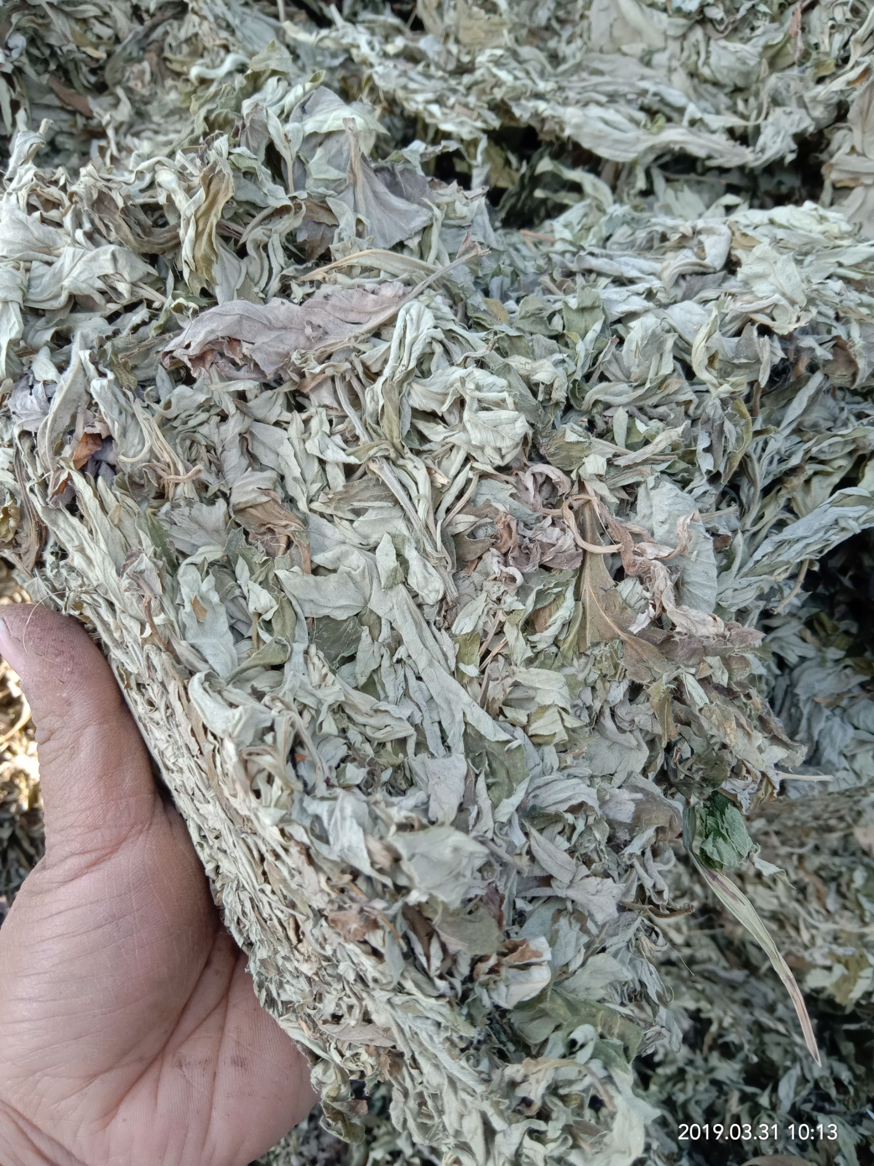 艾草   五月艾，泡脚制容佳品(干货)