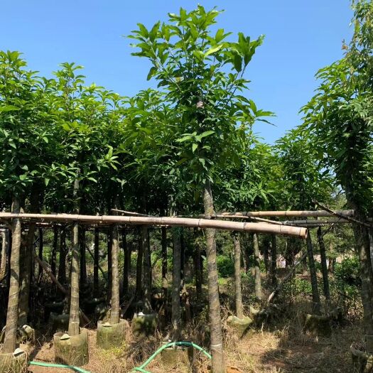 普宁市金煌芒果苗  大量现货绿化芒果树 批发价格实惠 截杆和骨架苗均为现货出售