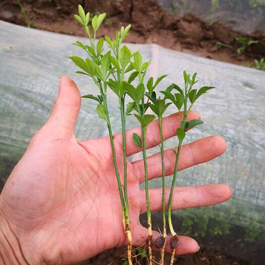 阳朔县土柠檬苗 芽苗