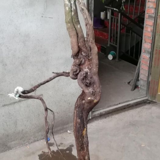 旺苍县 金弹子桩