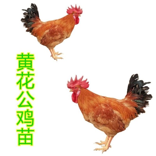 广州 黄花公鸡苗