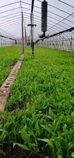 柞水县 各种规格紫花白芨苗