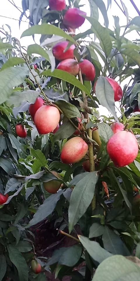  本地油桃   有甜又脆