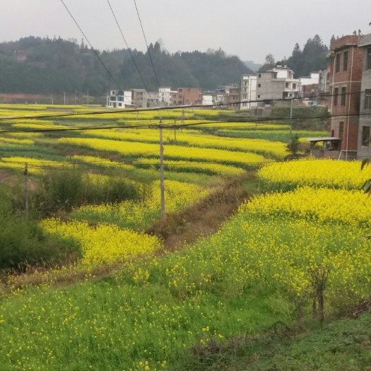 荔波县 油菜蜜
