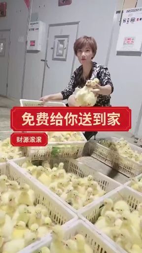 郓城县三花鹅苗  鹅苗